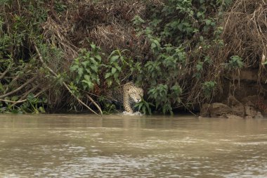 jaguar looking around enters river through green vegetation in the Pantanal Brazil. clipart