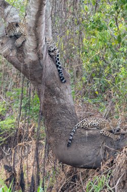 Jaguar resting in fork of tree with cub lying on base in the Pantanal Brazil. clipart