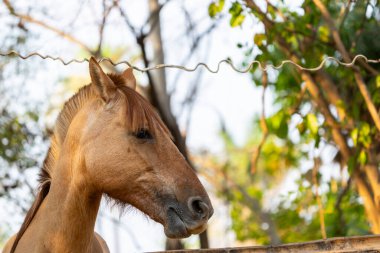At portresi kafa ve göz..