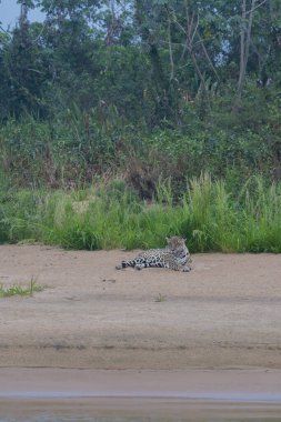 Jaguar sitting on sand beside Cuiaba River looking around in the Pntanal Brazil. clipart