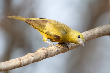 Pantanal Brezilya 'nın dalında palmiye tangası.