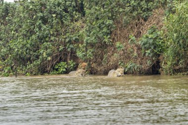 Bankanın dibindeki iki Jaguar Pantanal Brezilya 'da nehir boyunca kameraya doğru ilerliyor..