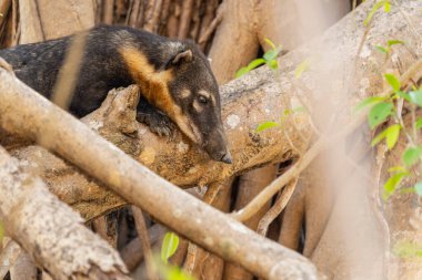 Pantanal Brezilya 'da ağaçta koati dişisi.