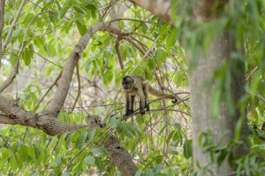 Pantanal Brezilya 'da ağaçtaki genç Capuchin maymunu.