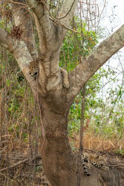 Jaguar resting in fork of tree with eyes closed, sleeping in the Pantanal Brazil. clipart