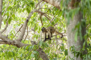 Pantanal Brezilya 'da ağaçtaki genç Capuchin maymunu.