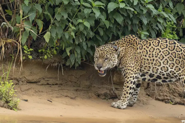 Bankanın dibindeki Jaguar Pantanal Brezilya 'da nehir boyunca yürüyor..