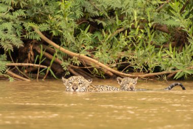 Yavrularıyla yüzen Jaguar Pantanal Brezilya 'da annesinin sırtında yüzüyor..