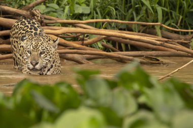 Jaguar yavrusu Pantanal Brezilya 'da nehrin kenarına sürüklenen dallar üzerinde çırpınıyor..