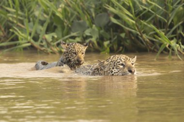 Jaguar yavrusu Pantanal Brezilya 'da nehirde yüzerken annelere otostop çekiyor..