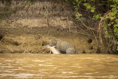 Pantanal jaguar drags its prey, a caiman, to a secure place  clipart