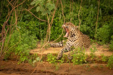 Jaguar gölgede dinleniyor ve Pantanal Brezilya 'da nehir kenarında esniyor..