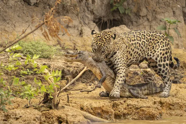 Kayman 'ı sürükleyen Jaguar, Pantanal Brezilya' da saklanmak için nehrin dışına sürükledi..