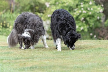 İki siyah-beyaz sınır köpeği çimlerin üzerinde geziniyor.