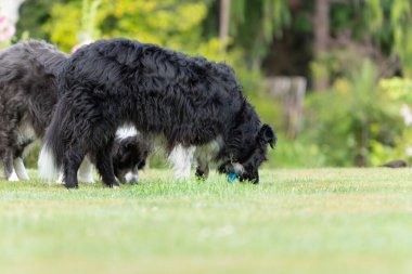 İki siyah-beyaz sınır köpeği çimlerin üzerinde geziniyor.