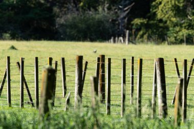 Wallingford Hawkes Körfezi Yeni Zelanda 'da sabah güneşinde ve çitlerde eski çitler..