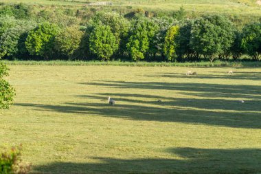 Kırsal Hawkes Körfezi sahnesi Wallingford 'da koyunlarla dolu..