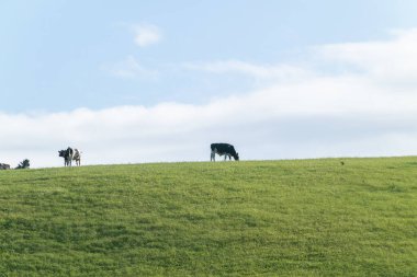 Wallingford Yeni Zelanda 'daki yeşil tarlaların üzerinde duran ve otlayan siyah ve beyaz sığırlar..