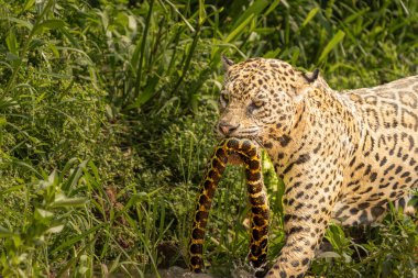 Jaguar sürükleyen yılan Pantanal Brezilya 'da nehirde öldürdü..