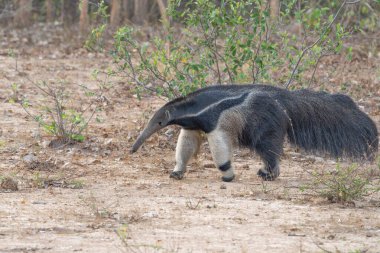 Pantanal Brezilya 'da yürüyen dev karıncayiyen..