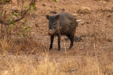 Brezilya 'da Pantanal' da ceviz ya da yaban domuzu.