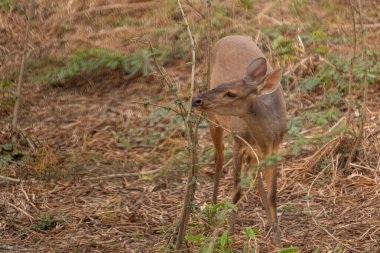 Brocket geyiği ağaç kokluyor..