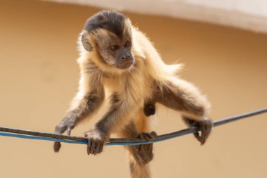 Capuchin maymunu Pantanal Brezilya 'da bir tel boyunca tırmanıyor..