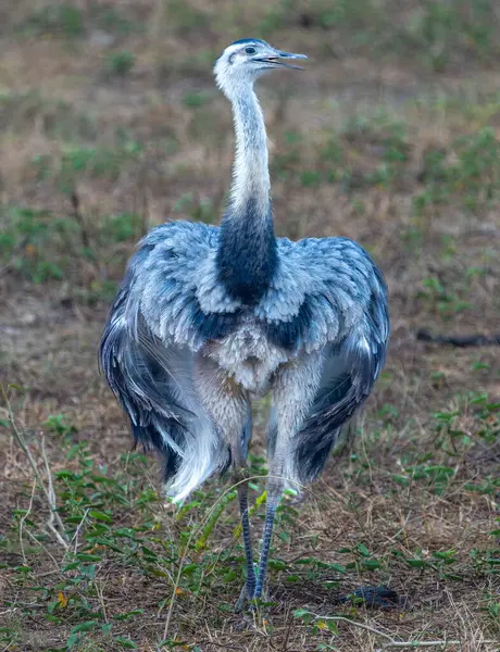 Rhea Pantanal Brezilya 'da tarlada otluyor..