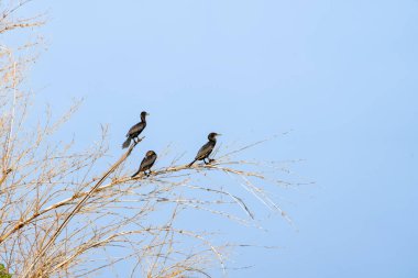 Pantanal Brezilya 'da ağaçta üç Neotropik karabatak.