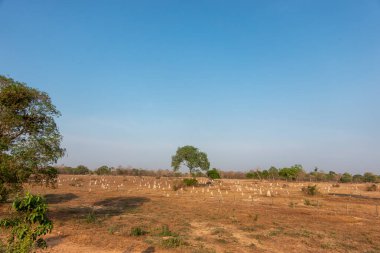 Brezilya 'nın Pantanal kırsalında kırmızı toprak ve dağınık termit tepecikleri.