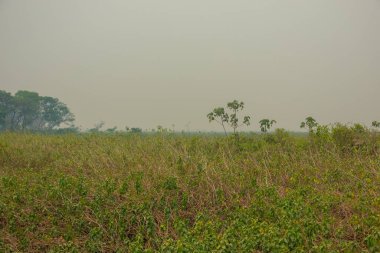 Duman saçan çiftçi, 2024 Ekim 'inde gökyüzünü doldurdu ve Pantanal Brezilya' nın çevresini sardı..