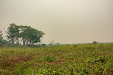 Duman saçan çiftçi, 2024 Ekim 'inde gökyüzünü doldurdu ve Pantanal Brezilya' nın çevresini sardı..
