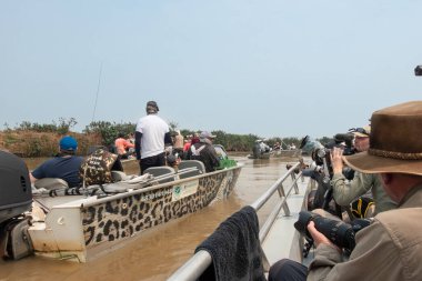 Pantanal Brezilya - 11 Ekim 2024; Pantanal nehri üzerinde daha iyi görüş açısı elde etmeye çalışan insanlarla dolu tekneler üzerinde fotoğraf turizmi.