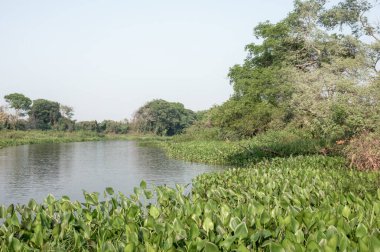 Pantanal Brezilya 'da nehirde hızla büyüyen nehir manzarası için su sümbülü önplanı.