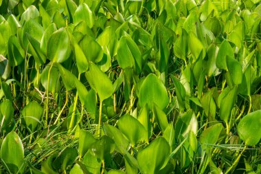 Pantanal nehrinin kalın paspasında büyüyen büyük su sümbülü yapraklarını kapat..
