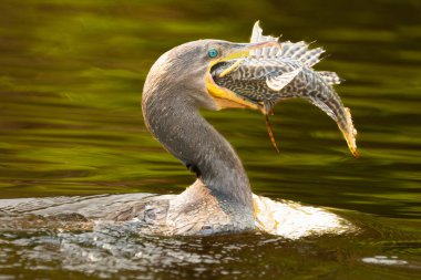 Pantanal Brezilya 'da nehirde balık yakalayan karabatak..