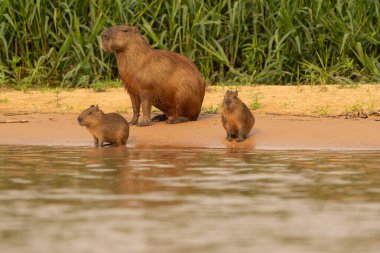 Üç kişilik Capybara ailesi nehirde yüzüyor ve kumlu kıyılara su bırakıyorlar..