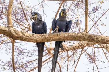 Hyacinth macaw in tree in the Pantanal Brazil. clipart