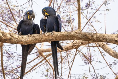 Hyacinth macaw in tree in the Pantanal Brazil. clipart