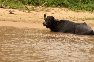 Pantanal Brezilya 'da nehirde bufalo.