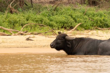 Pantanal Brezilya 'da nehirde bufalo.