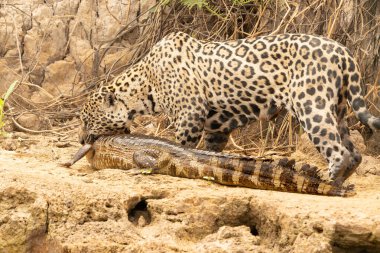 Jaguar dragging caiman just killed out of river to it's hiding place to consume in the Pantanal Brazil. clipart