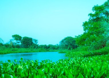 Water hyacinth foreground to river landscape in retro effect growing in river in Pantanal Brazil. clipart