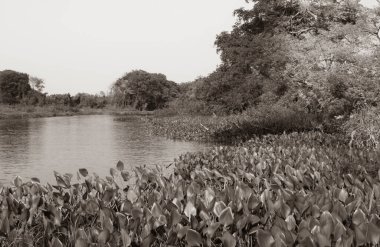 Water hyacinth foreground to river landscape monochrome sepia toned effect growing in river in Pantanal Brazil. clipart