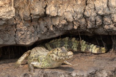 A Caiman sheltering from the day's heat in crevasse or small cave on edge of riverbank in the Pantanal Brazil. clipart