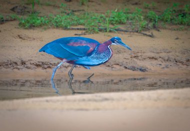 Agami heron on side of Piquiri River in shade in the Pantanal Brazil. clipart