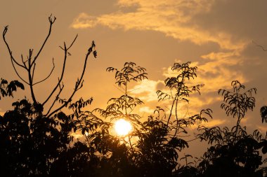 Pantanal Brezilya 'da altın gün batımında siluet ağacında.