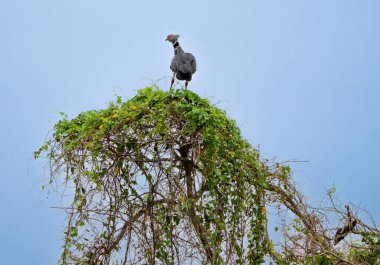Güneyli çığırtkan Pantanal Brezilya 'da ağacın tepesine tünedi..
