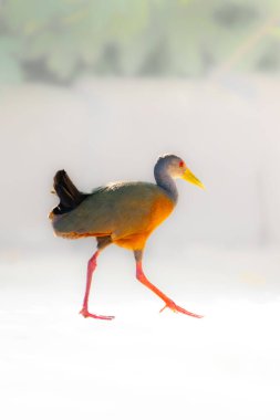 Grey-necked wood-rail walking in the Pantanal, Brazil. clipart