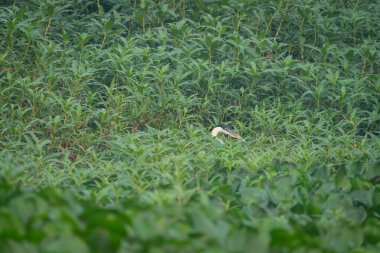 Kakao balıkçılığının başı, Pantanal Brezilya 'daki yoğun yeşil yapraklı nehir kenarı bitkisini gösteriyor..